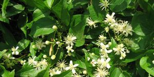 9Visoflora-clematite-des-haies-856